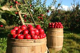 Le fruit des récoltes symbolise les chrétiens qui ont été symboliquement plantés, arrosés, moissonnés. A son retour, le Christ dirigera la moisson de la terre réalisée par les anges.