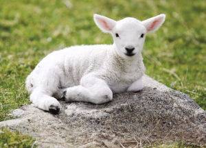 L’Agneau pascal âgé d’un an et sans défaut sacrifié lors de la célébration de la Pâque juive préfigurait le sacrifice propitiatoire de Jésus, l’Agneau de Dieu qui a versé son sang parfait pour l’humanité.