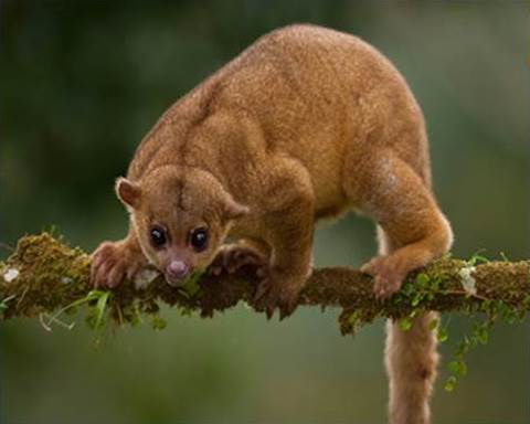 Les animaux terrestres ont été créés par Dieu (par l'intermédiaire de Jésus) le sixième jour ou sixième période de temps.