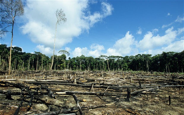 Parmi les dégâts causés par l’avidité de l’homme, citons la déforestation, la disparition de nombreuses espèces animales et végétales, la pollution des sols et des cours d’eau, l’accumulation de déchets, l'épuisement des ressources naturelles, braconnage.