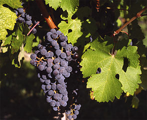 Prophétie de Zacharie: Je répandrai la paix sur la terre: les vignes donneront du raisin, le sol produira des récoltes, du ciel tomberont des pluies abondantes. J'accorderai tous ces bienfaits aux survivants de mon peuple. 