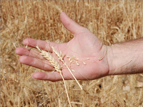 Les humains sont comparés au bon blé et à la mauvaise herbe. Les fidèles chrétiens sont le bon blé, les méchants, la mauvaise herbe. Jésus est le maître de la moisson. Les anges sont les moissonneurs. Le temps de la récolte et le temps de la fin du monde.