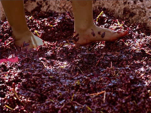 La vendange de la terre est jetée dans la grande cuve de la colère de Dieu. Lorsque le raisin est écrasé du sang en sort en très grande quantité, ce qui indique que le nombre d’humains détruits par les armées célestes de Jésus qui sera très important.