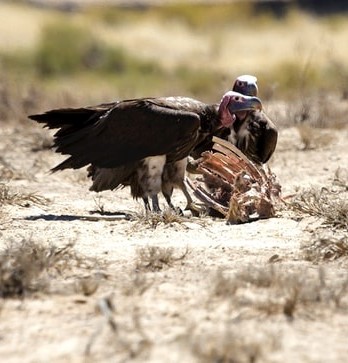 Les oiseaux sont invités au grand repas de Dieu. À ma table, vous vous rassasierez de chevaux et de conducteurs de chars, d’hommes forts et de toutes sortes de guerriers”, déclare le Souverain Seigneur Jéhovah.