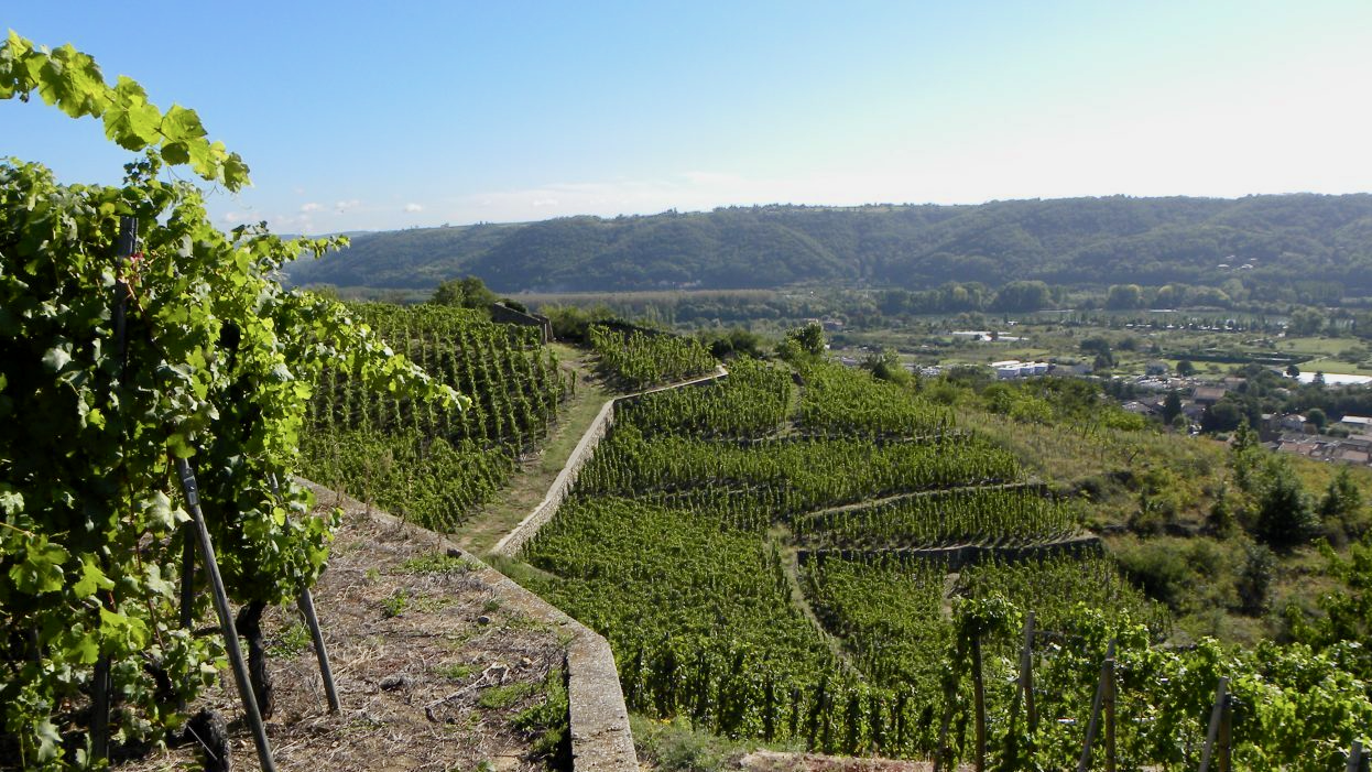Les Chaillées de l’Enfer : L’Âme de la Vigne sur les Pentes du Rhône
