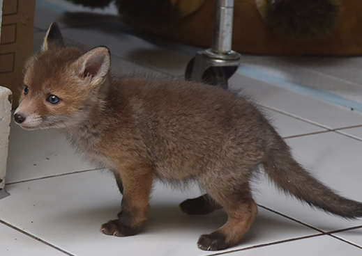 Kleine Fuchs-Welpen können unglaublich süß sein