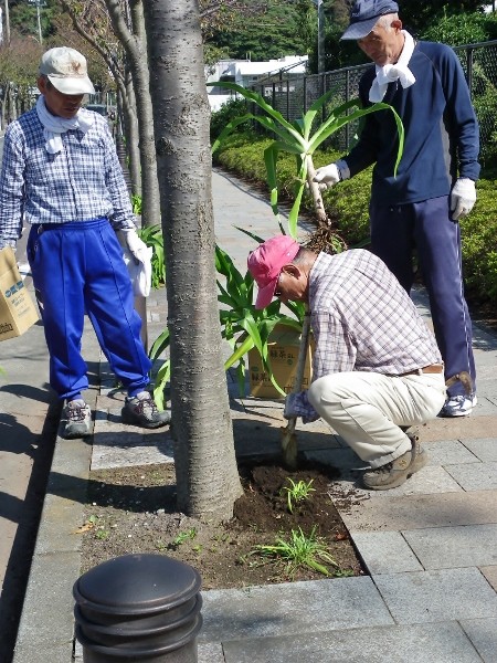 浜木綿を植え付けているところです