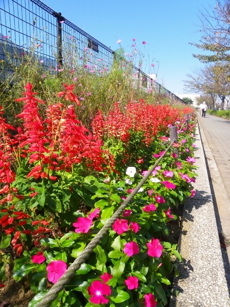 久里浜CS前のフラワーエリヤ・・サンパチェンスや赤いサルビヤが見事に咲いています
