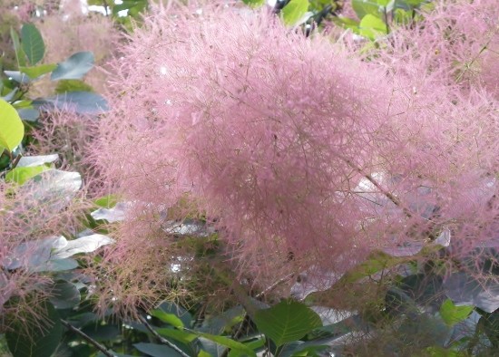 スモークツリーの花