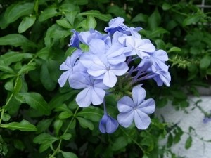 薄いブルーの花です