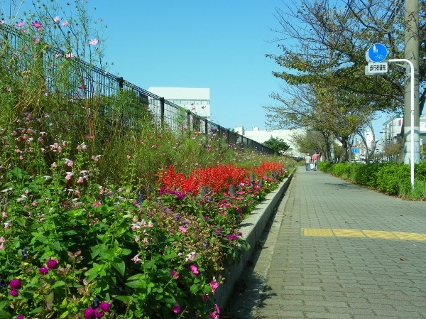 久里浜CS前のフラワーエリヤ・・コスモスや赤いサルビヤが咲いています