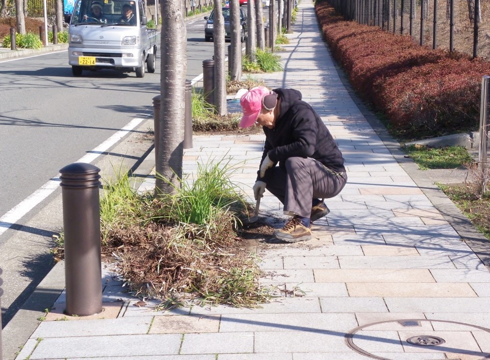 ガザニアの刈込作業