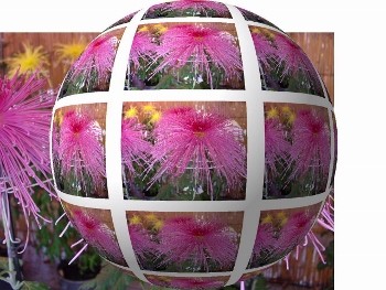 球形加工の菊