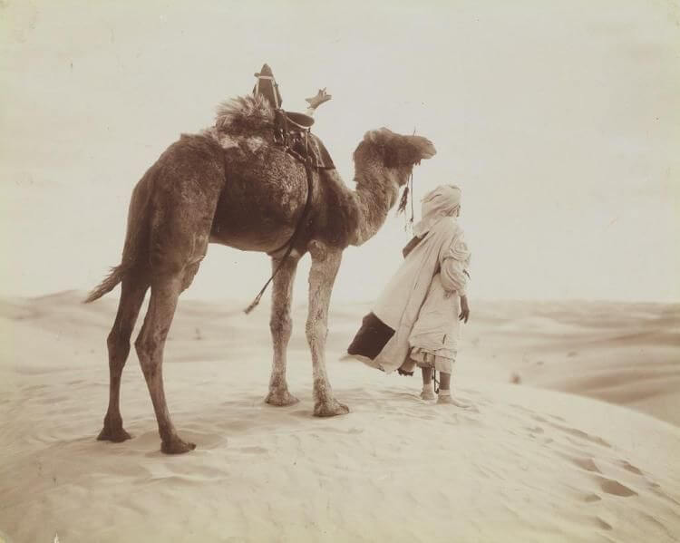 De achttiende kameel