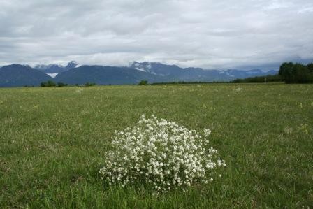 crambe tataria-verzot