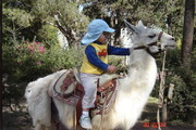Wholistic Horse Treatment for leisure horses