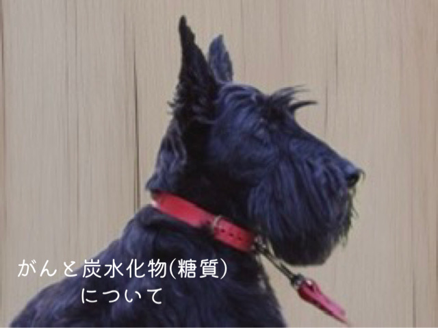 がんの犬に炭水化物は与えてはいけない？誤解と正しい考え方