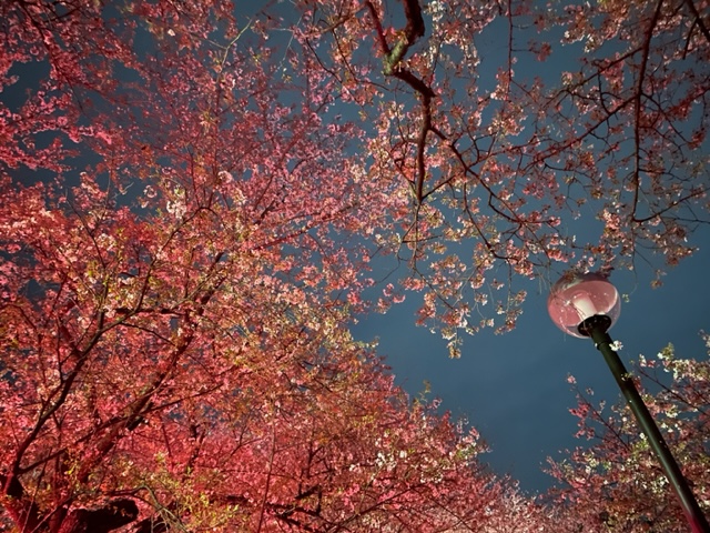 幸手権現堂の夜桜