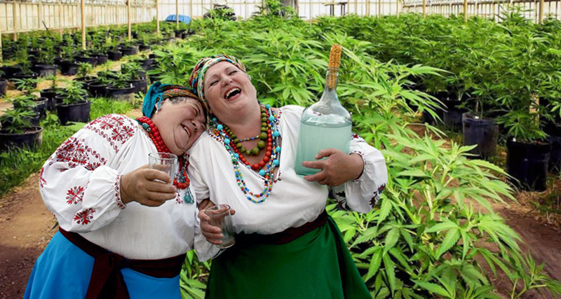 Самогон? Ні, Каннабисгон!