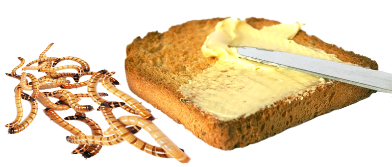 Масло з комах. Чом би й ні?