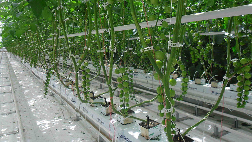 Як Нідерланди вийшли на друге місце з експорту харчових продуктів