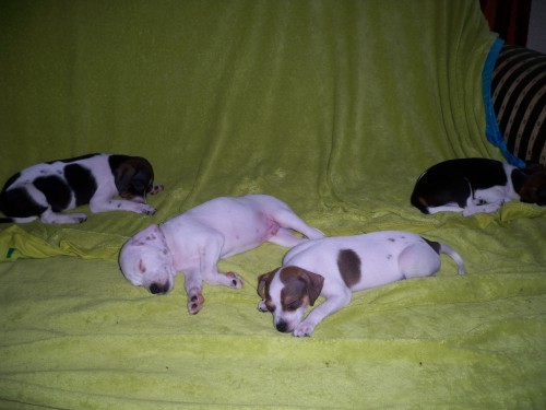 Dansk Svensk Gardhund Danski Dansky Danskie Welpen Züchter Puppies