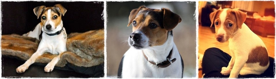 Dansk Svensk Gardhund Danski Dansky Danskie Herkunft und Geschichte