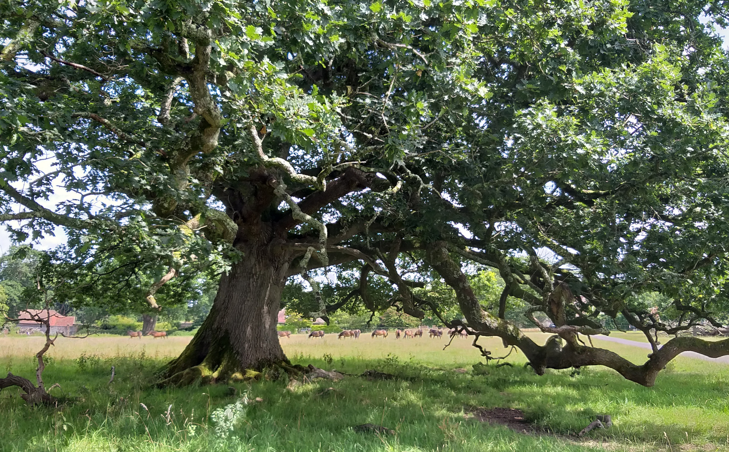 Farm-Rewilding: Knepp Estate