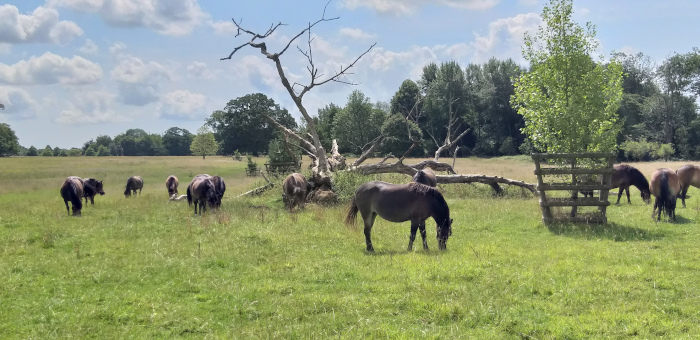 Knepp Estate in Sussex (Rewilding-Projekt), c Amanda Hasenfusz