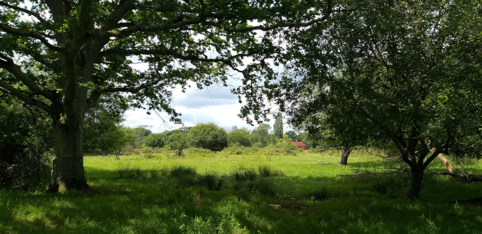 Knepp Estate in Sussex (Rewilding-Projekt), c Amanda Hasenfusz