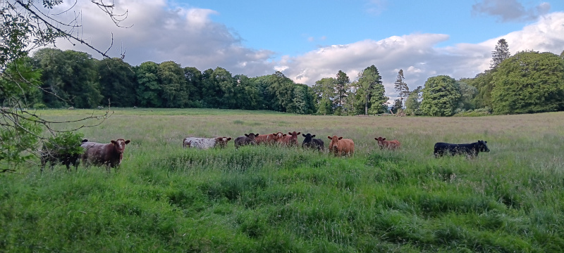 Megaherbivoren auf dem Bamff-Gelände (Verwilderer). 
