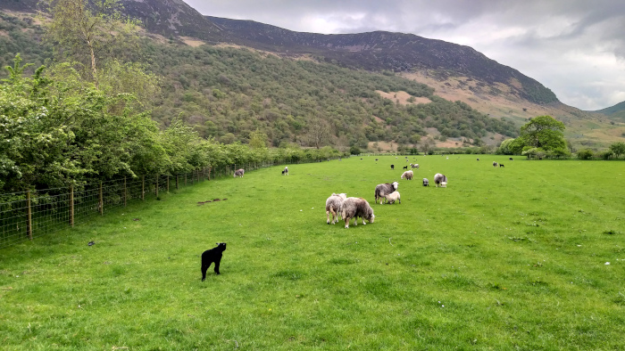 Herdwickschafe mit Lämmern