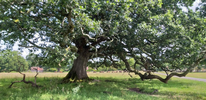 Knepp Estate in Sussex (Rewilding-Projekt), c Amanda Hasenfusz