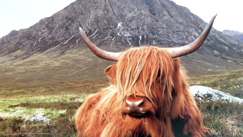 Scotland.