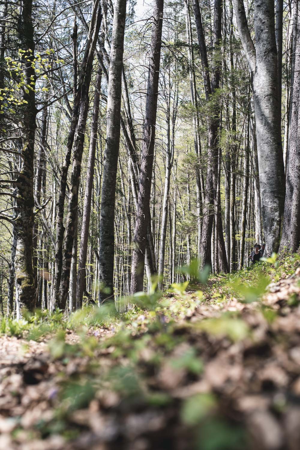 Wandern im  Karwendel/Tirol: Vomper Loch - Zwerchloch