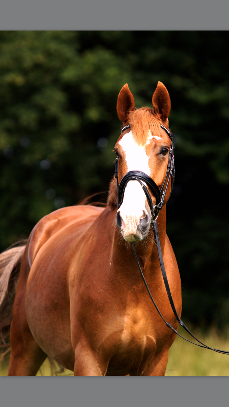 Dionea III