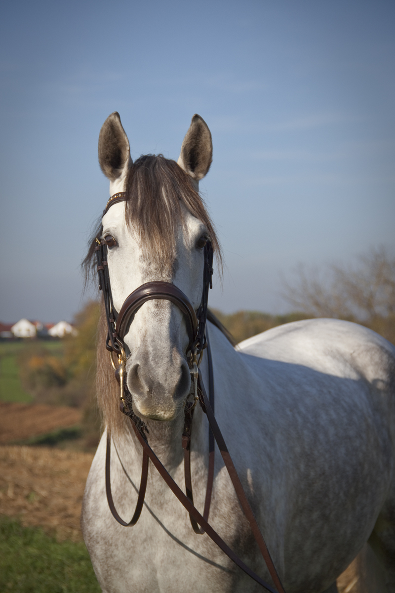 Kandare Isidor braun / PRE- Hengst mit Größe Warmblut