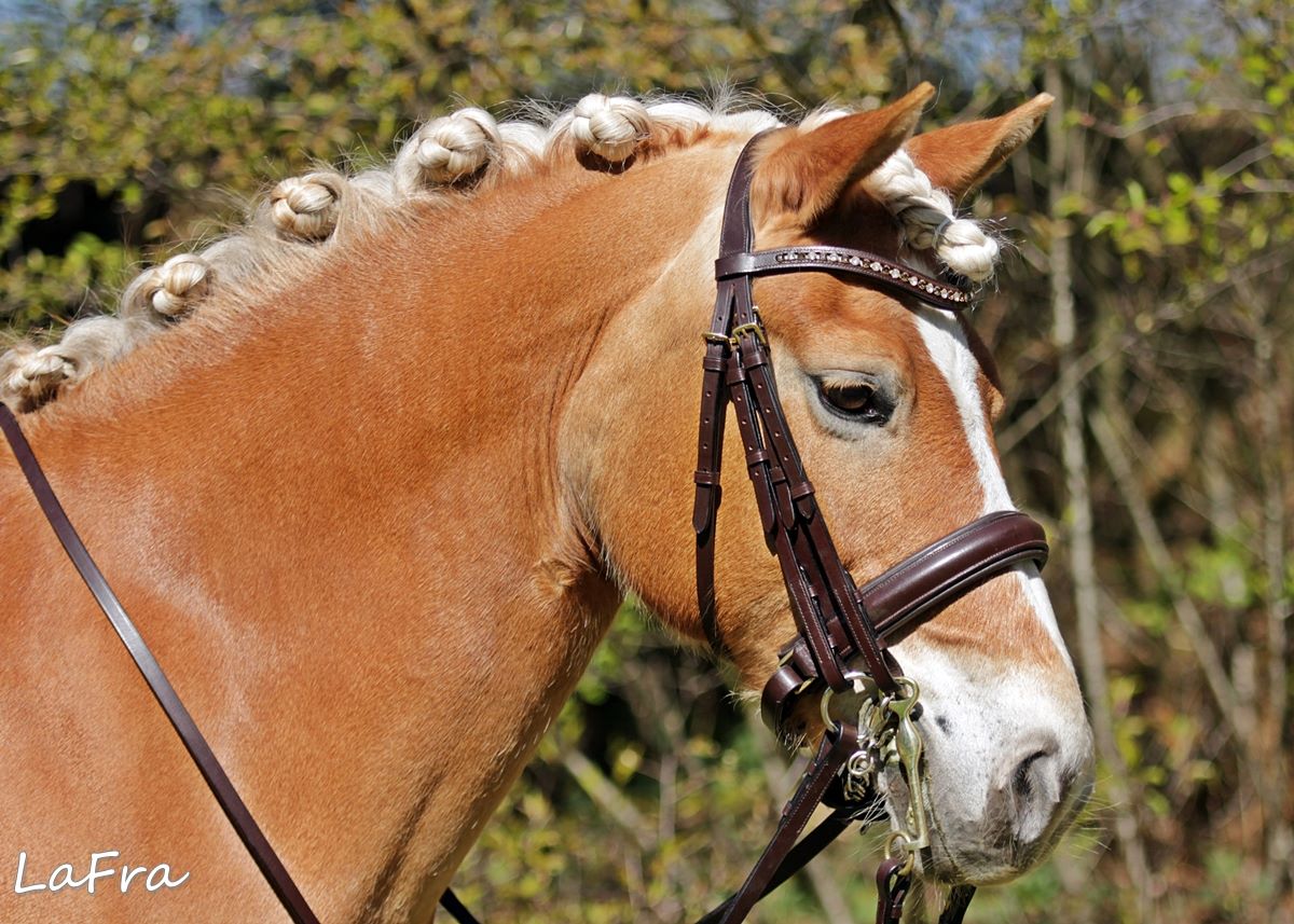 Kandare Isidor braun /Haflinger mit Größe Warmblut
