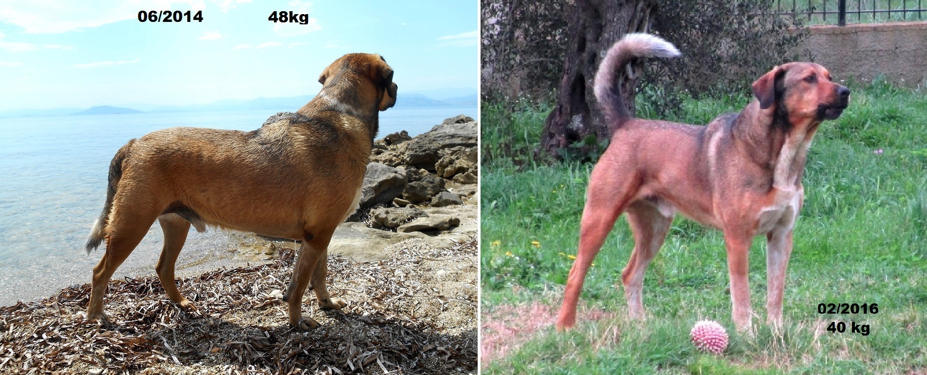 Chiens Et Chats En Surpoids Les Risques Pour Leur Sante Site De Vismedicatrixnaturae La Nature Est Guerisseuse Remedes Naturels Pour Chiens Et Chats Chiens Et Chats En Surpoids Les Risques Pour Leur Sante Site De Vismedicatrixnaturae La Nature Est Guerisseuse Remedes Naturels Pour Chiens Et Chats
