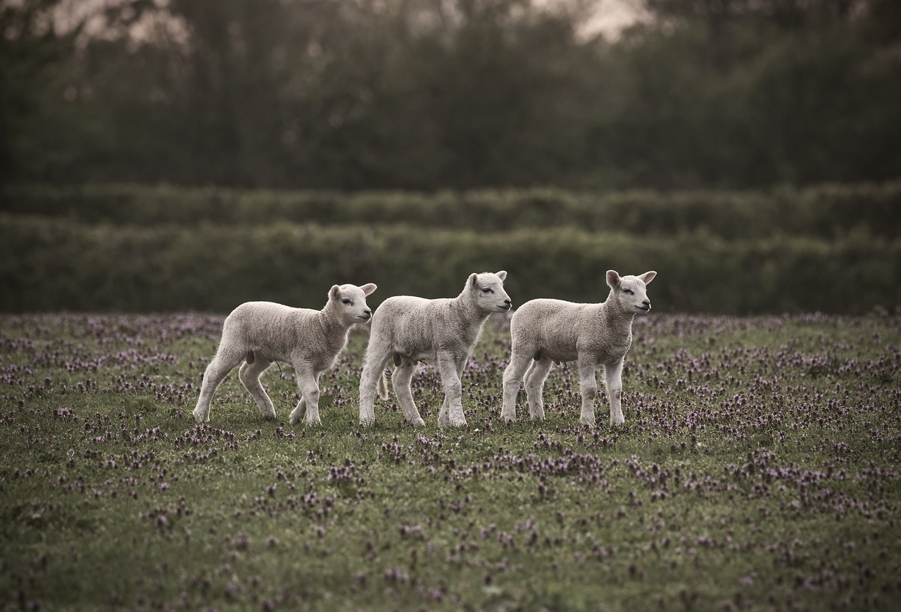 Imbolc: A Quiet Turning Toward the Light