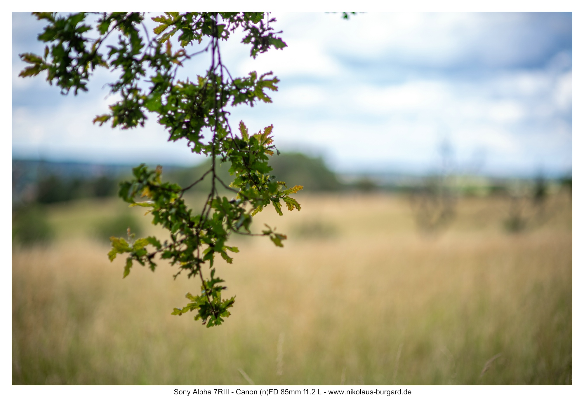Gesamtbild / Full Picture f1.2