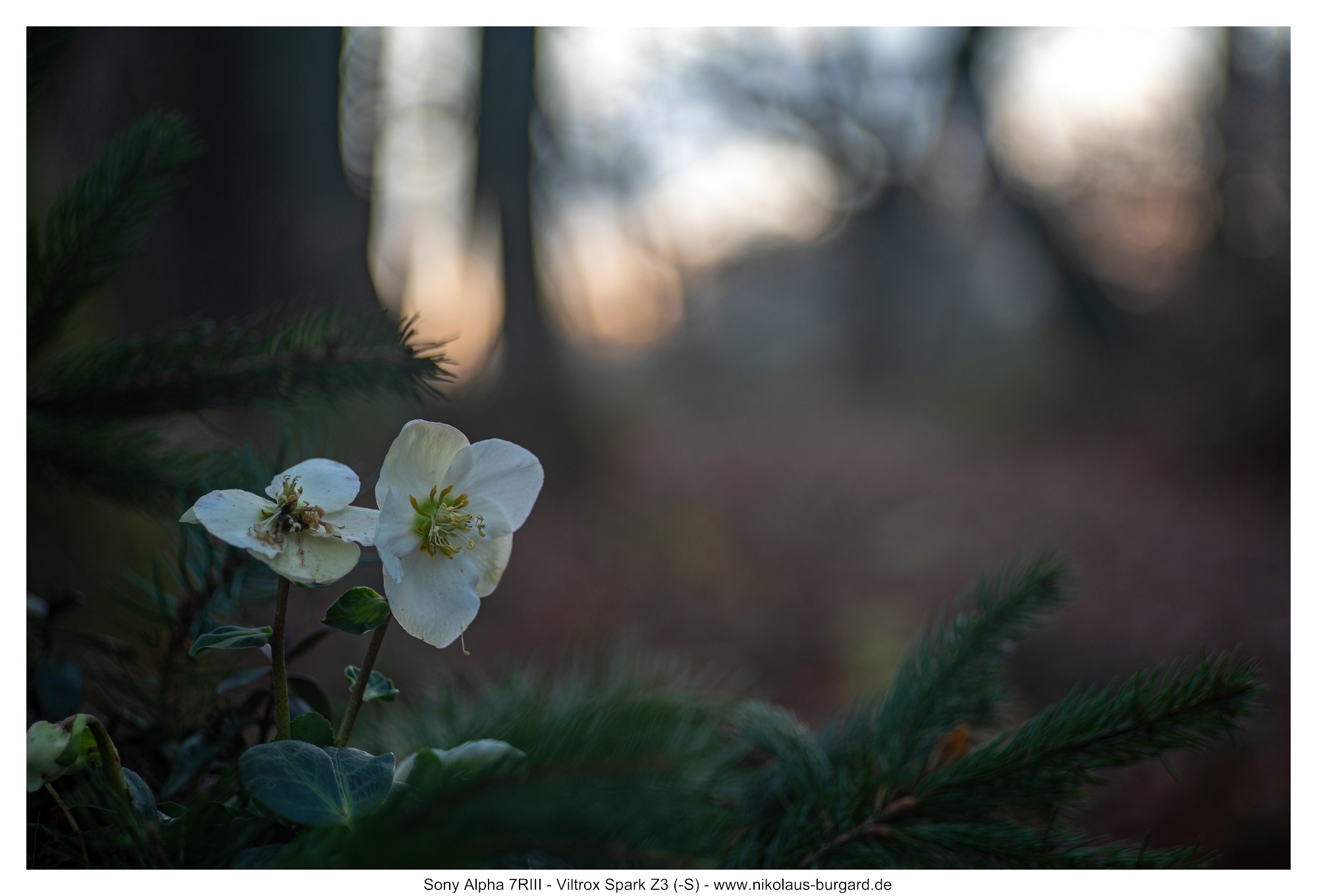 Ohne Blitz / No Flash