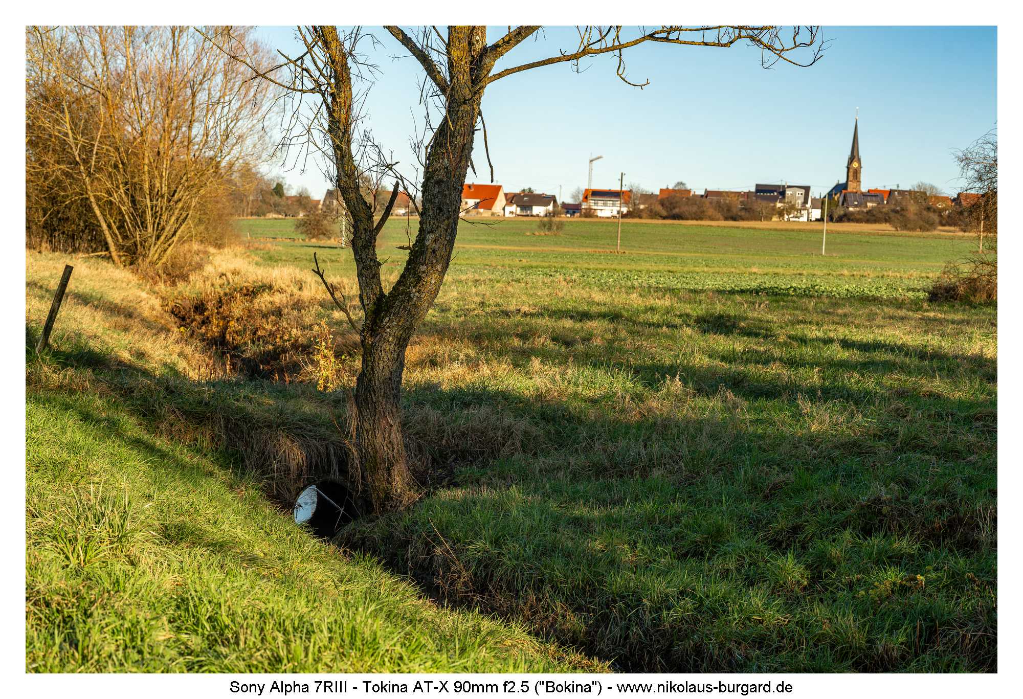 f8 Fokus auf Baum / Focus on tree