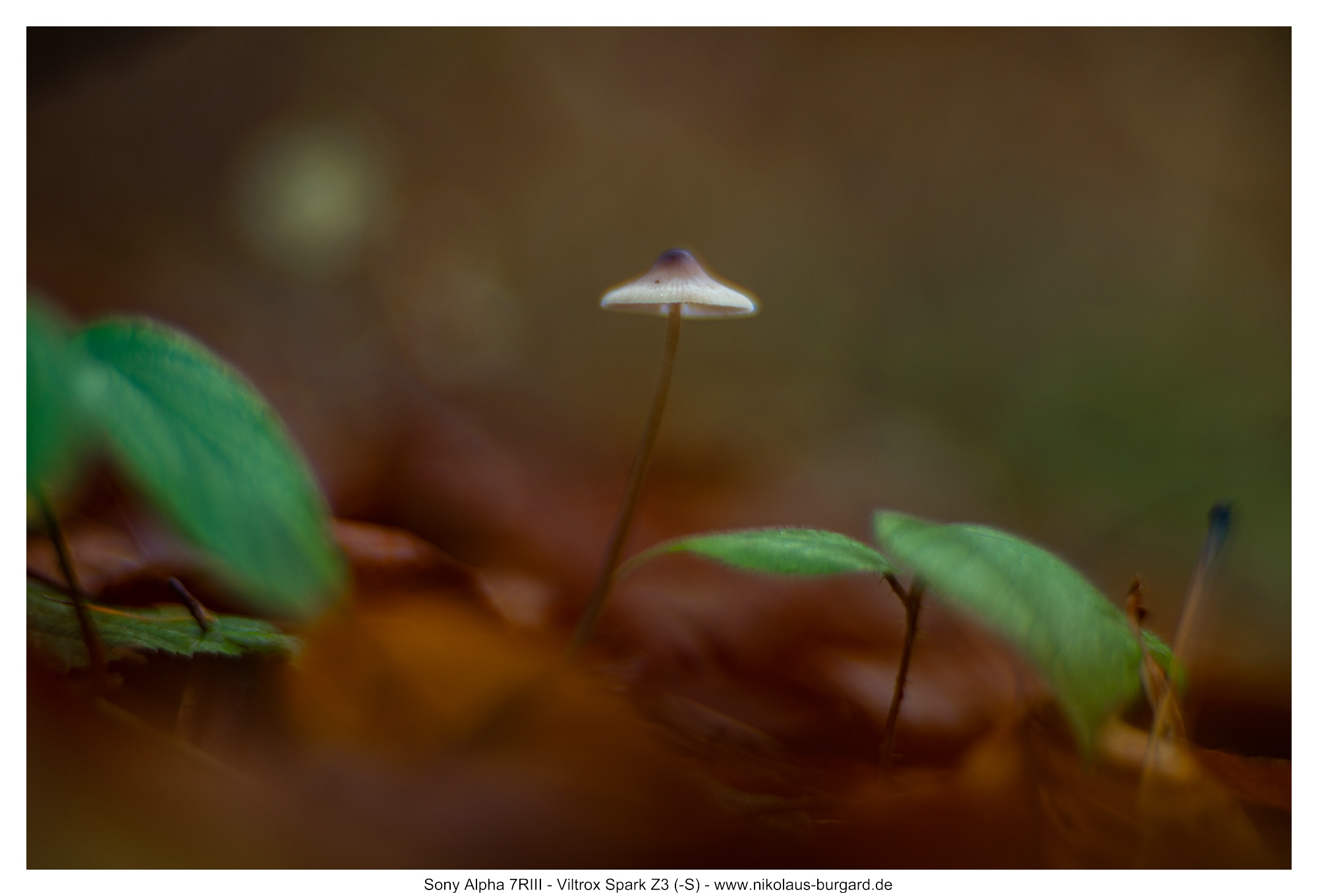 Ohne Blitz / No flash