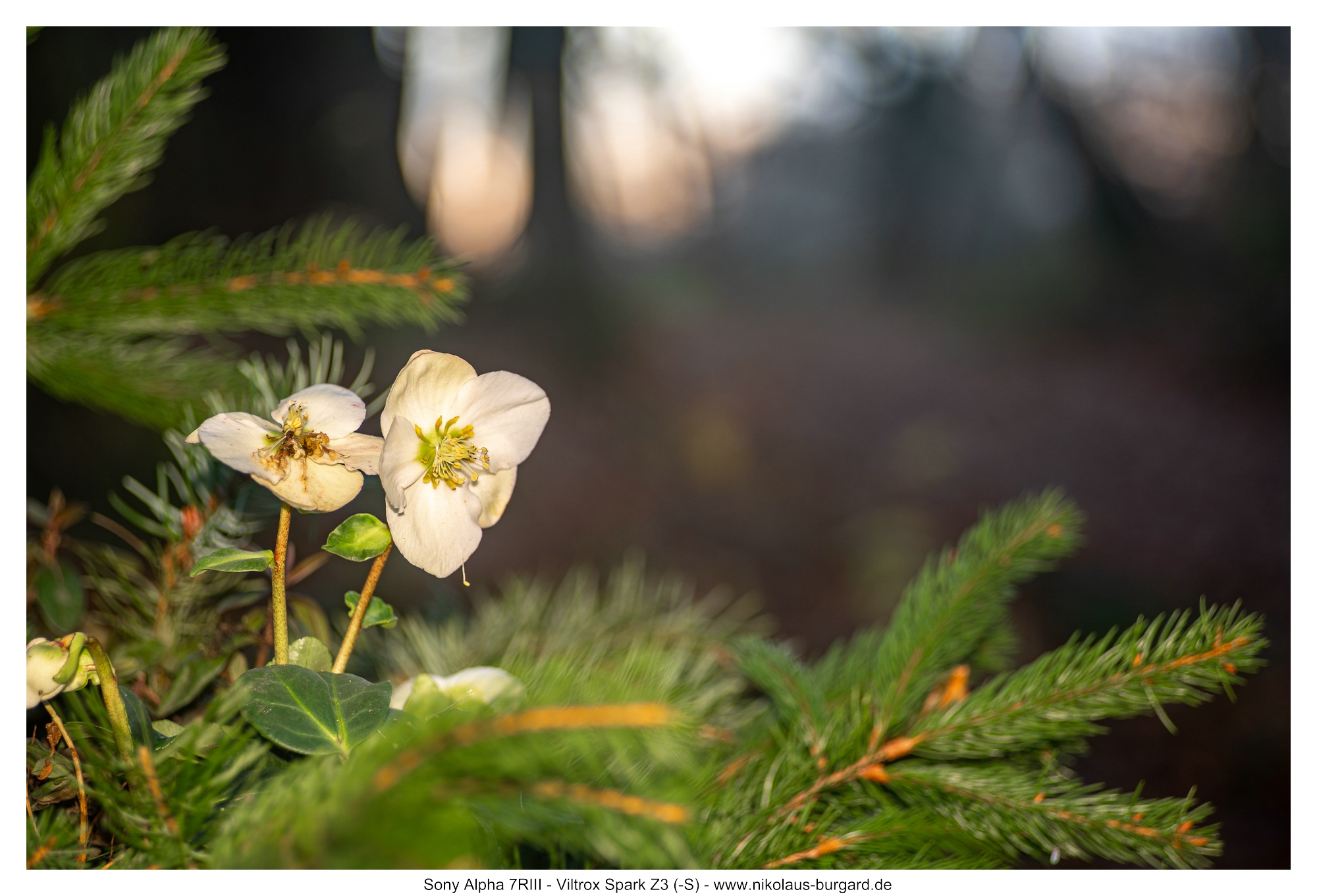 Blitz im M-Modus / Flash in M-Mode 1/16