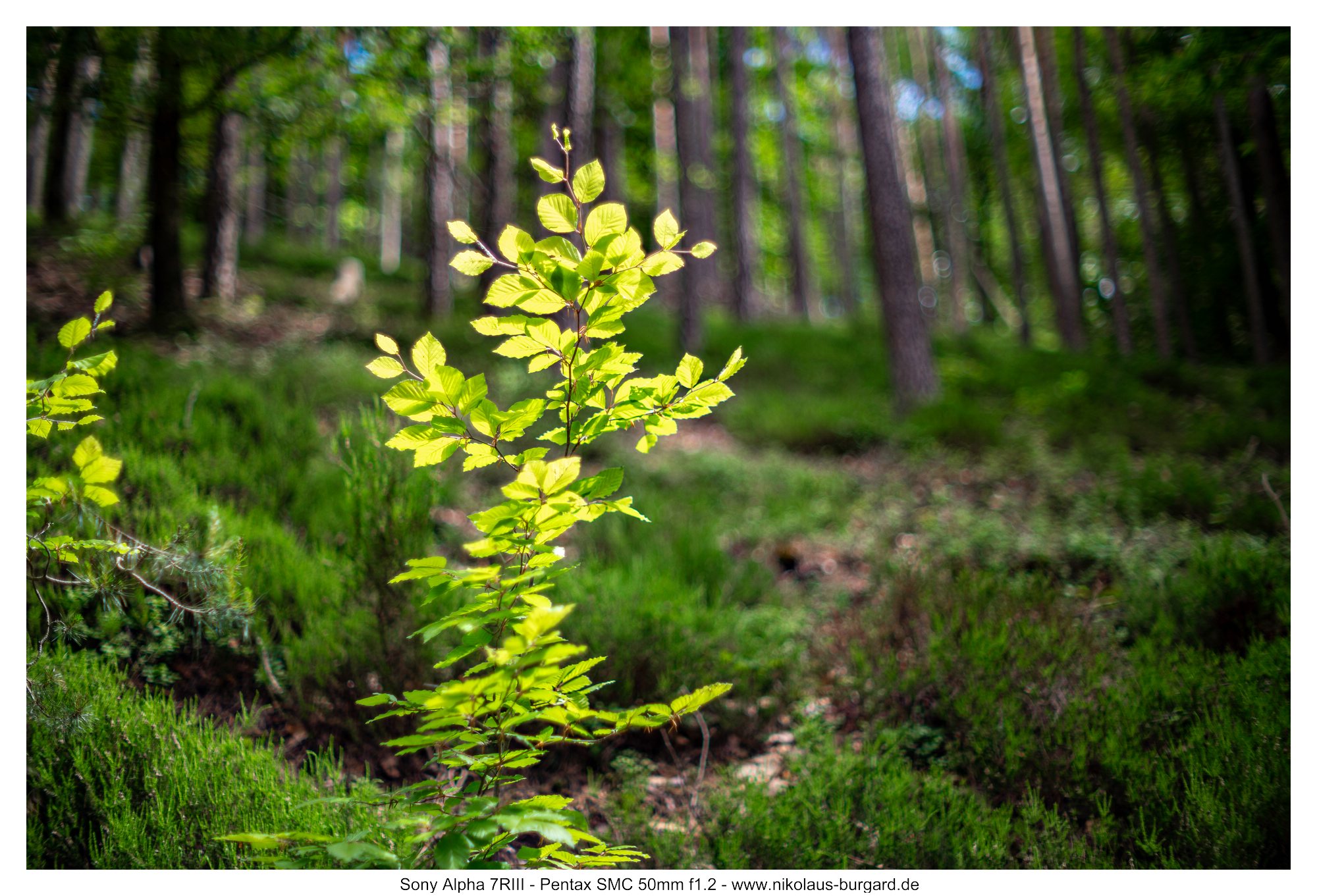 f1.2 Fokus auf Vordergrund / Focus on foreground