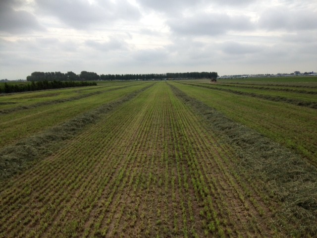 gemaaid gras