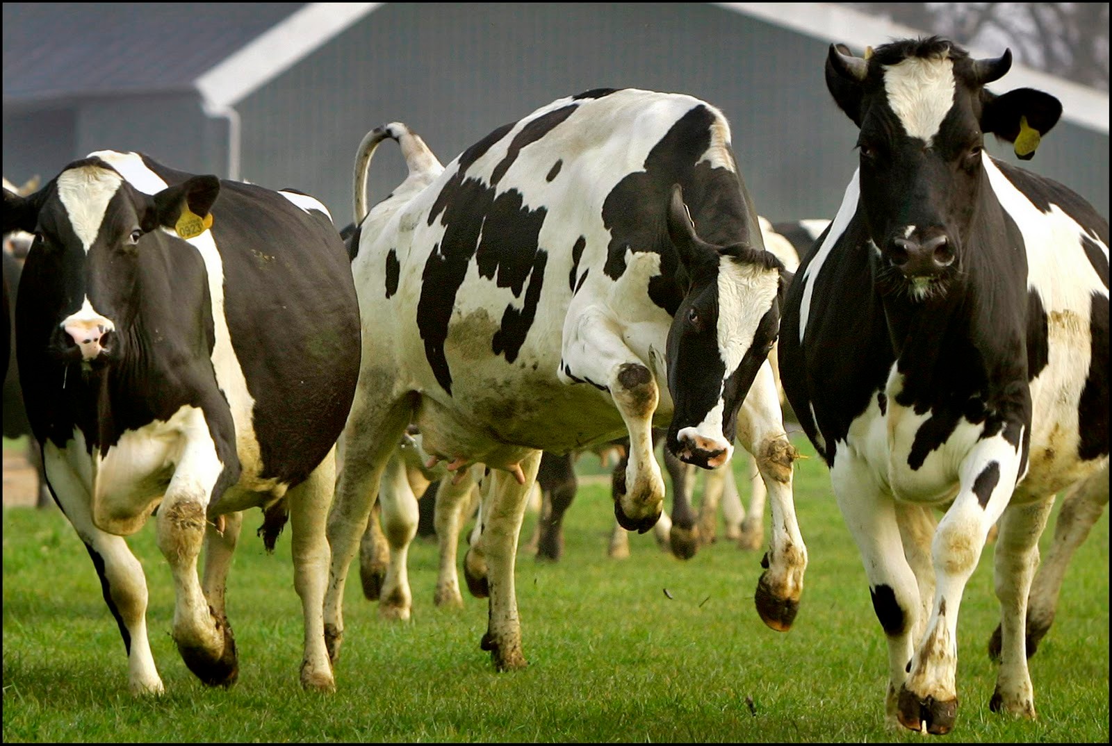 Dansende koeien zaterdag 14 april