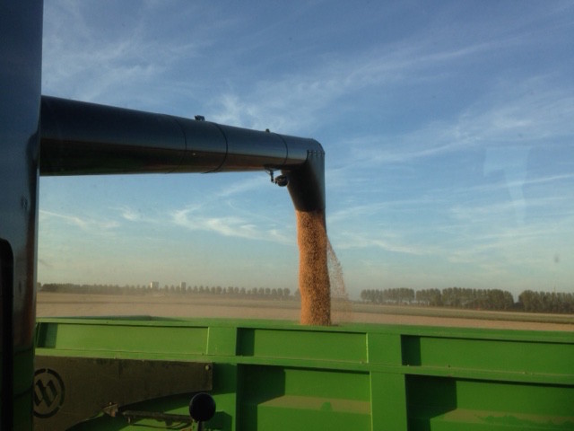 Graanoogst