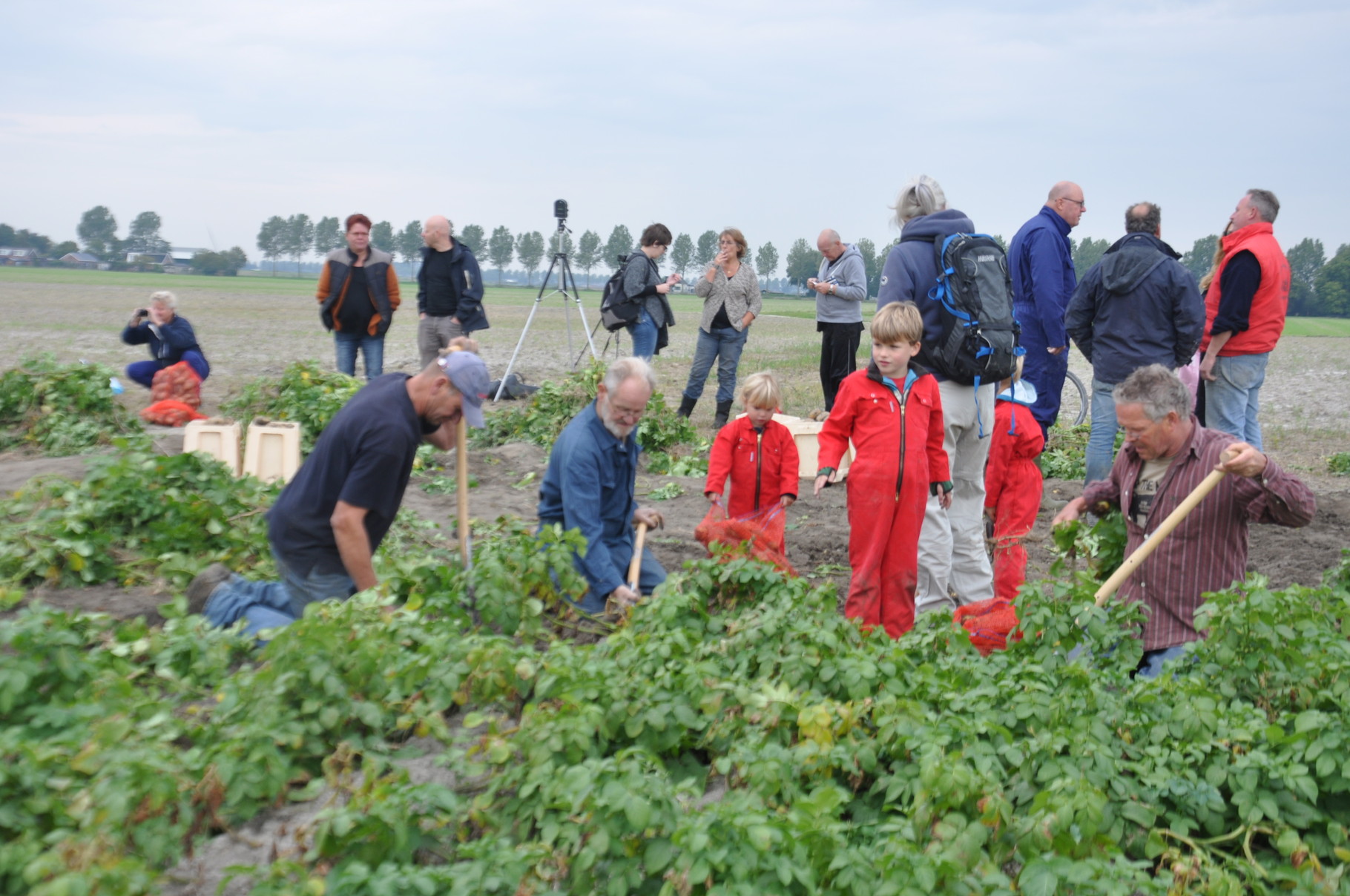 Aardappel oogstdag 2015